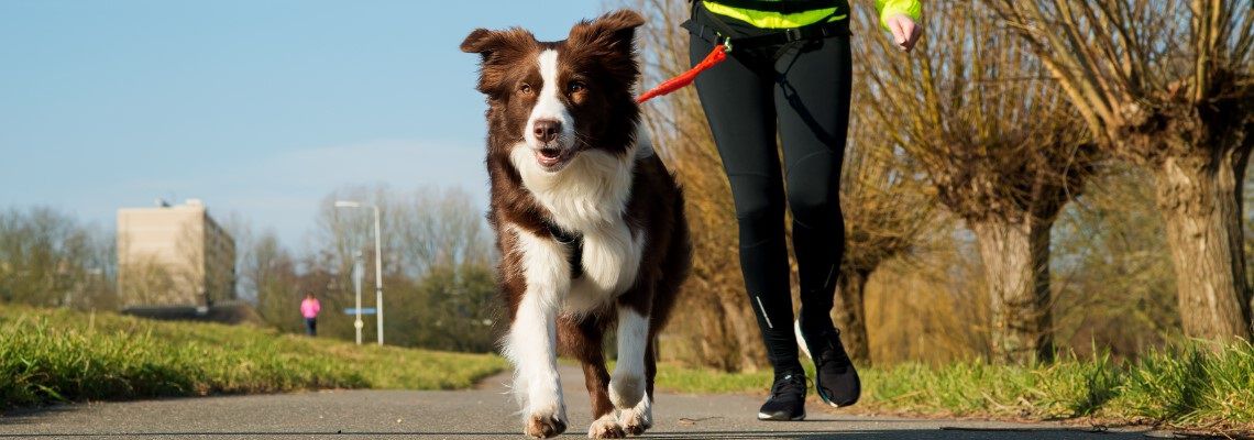 Hardlopen met je hond